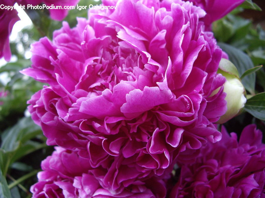 Blossom, Flower, Peony, Plant, Carnation, Flora, Petal