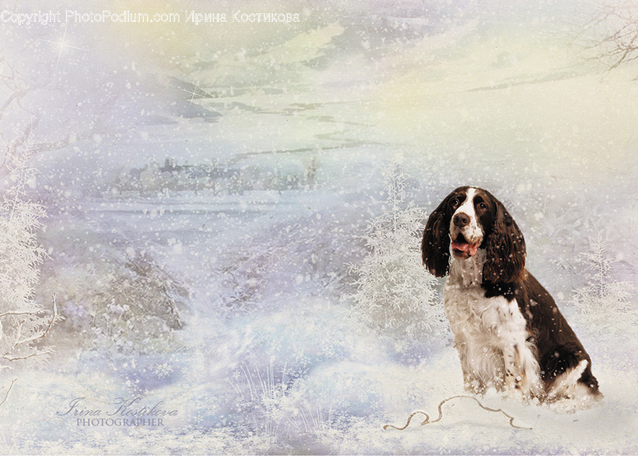 Animal, Canine, Cocker Spaniel, Dog, Mammal