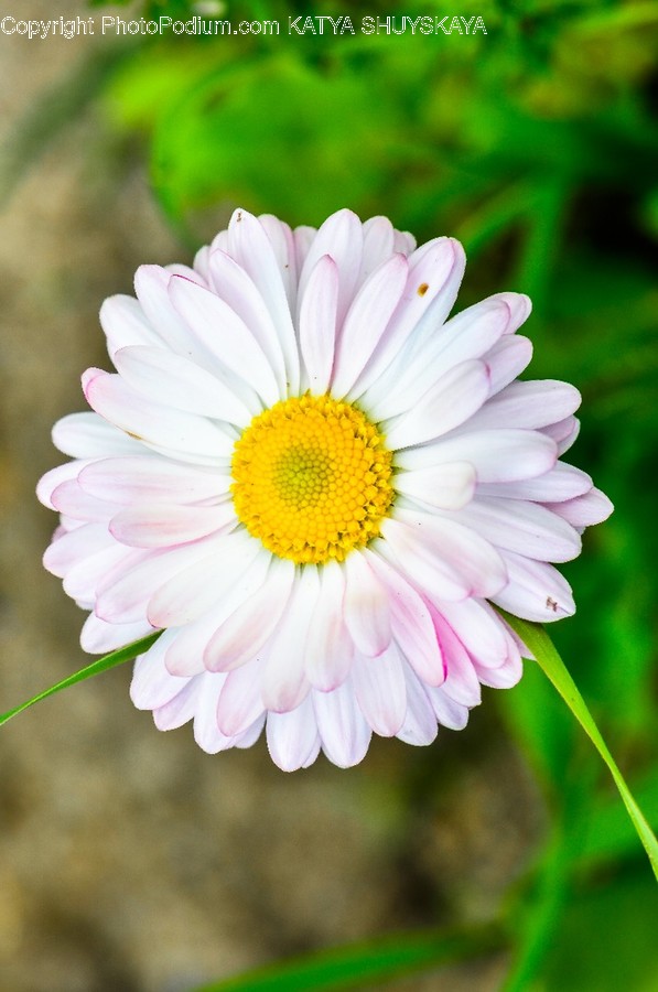 Blossom, Daisies, Daisy, Flora, Flower