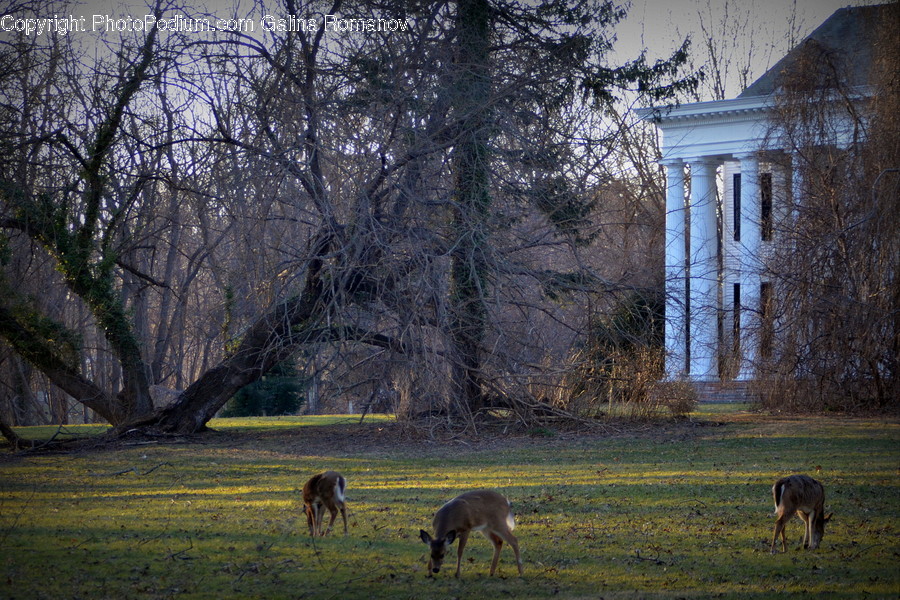 Animal, Deer, Mammal, Wildlife, Park