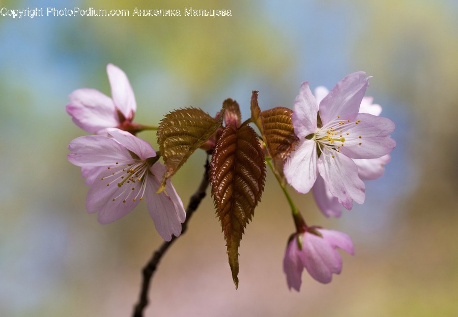 Blossom, Flora, Flower, Plant, Geranium