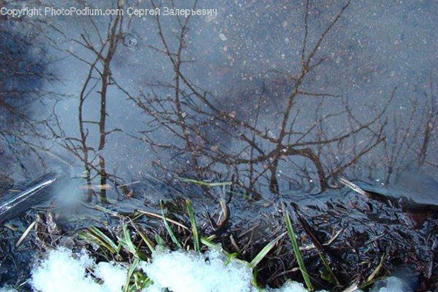 Frost, Ice, Outdoors, Snow, Flora