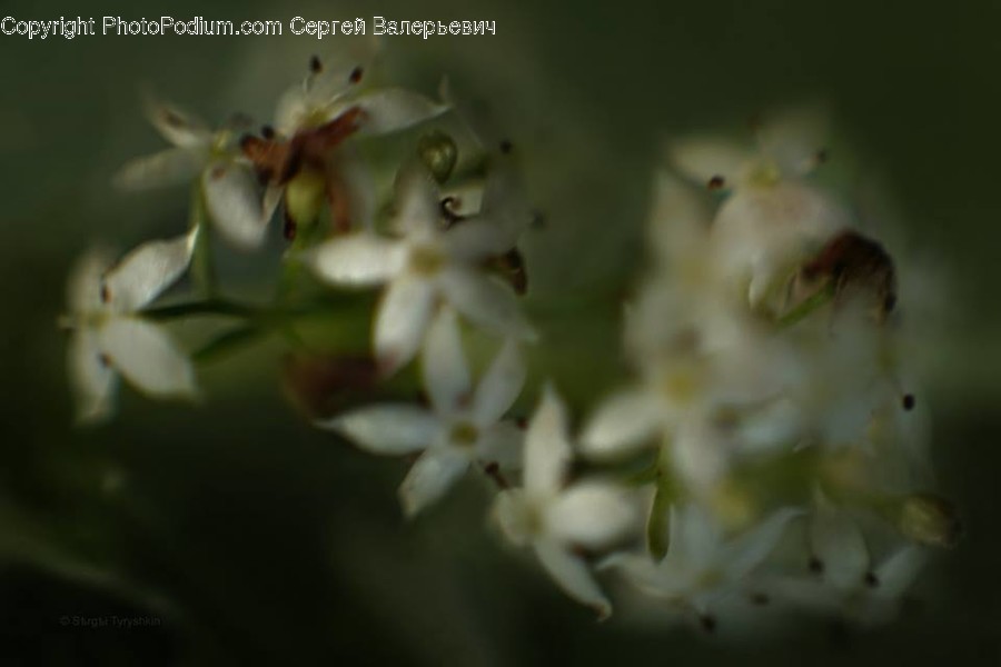 Blossom, Flora, Flower, Plant, Animal