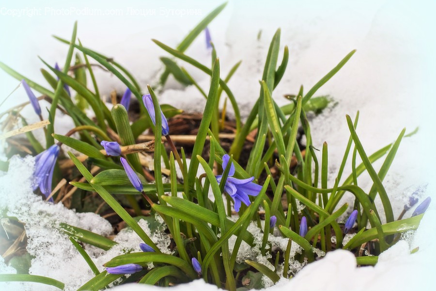 Blossom, Crocus, Flora, Flower, Plant