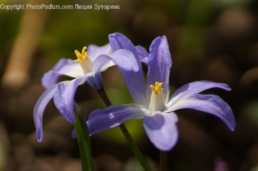 Blossom, Flora, Flower, Iris, Plant