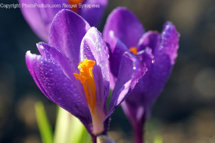 Blossom, Crocus, Flora, Flower, Plant