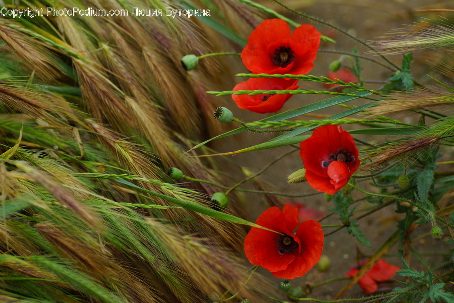 Fern, Flora, Plant, Blossom, Flower