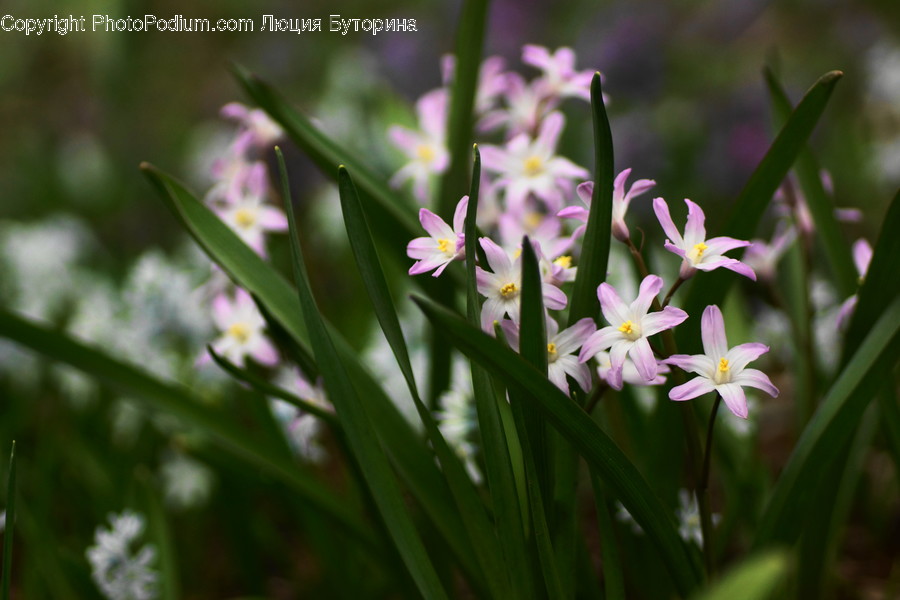 Blossom, Flora, Flower, Iris, Plant