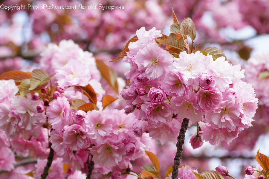 Blossom, Cherry Blossom, Flora, Flower, Plant