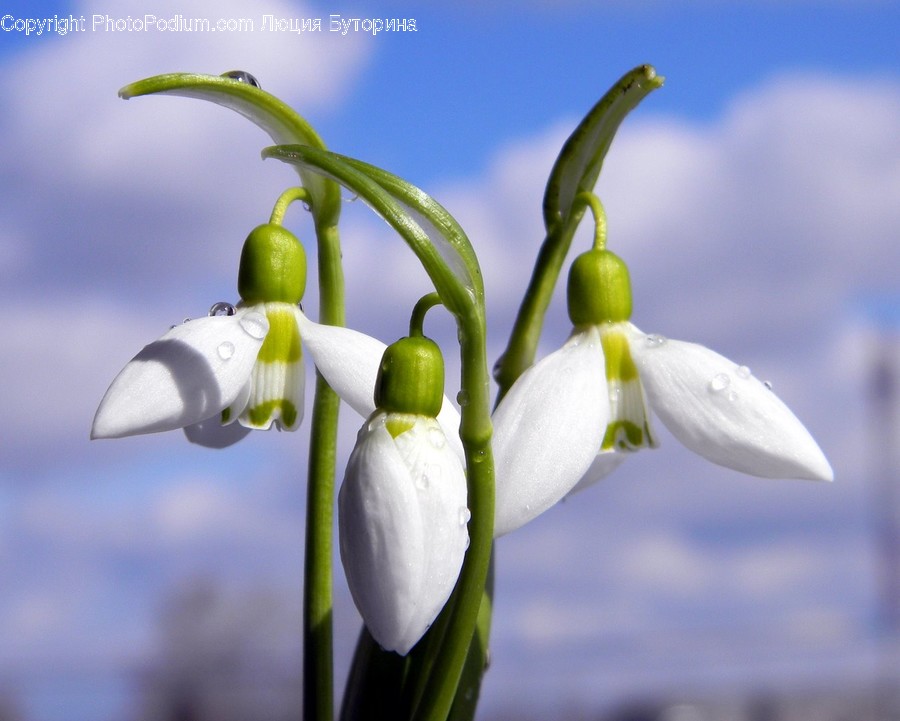 Amaryllidaceae, Blossom, Flora, Flower, Plant