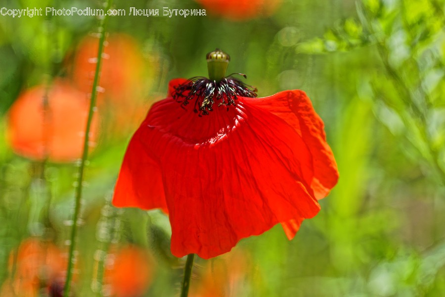 Blossom, Flora, Flower, Plant, Poppy