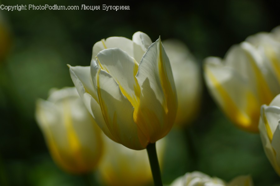 Blossom, Flora, Flower, Plant, Tulip