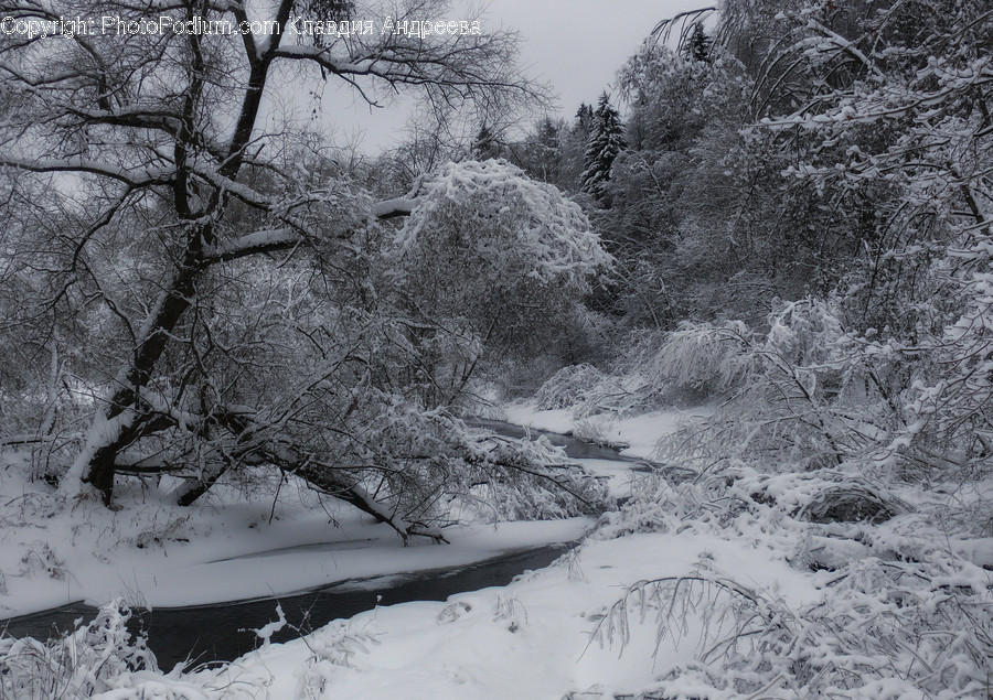 Outdoors, Snow, Flora, Plant, Tree