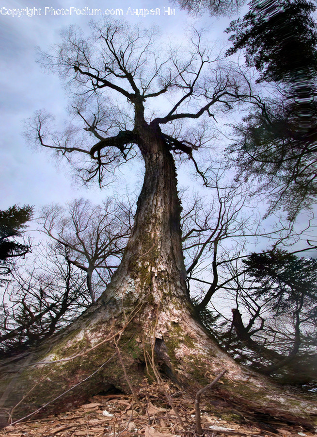 Flora, Plant, Tree, Conifer, Oak