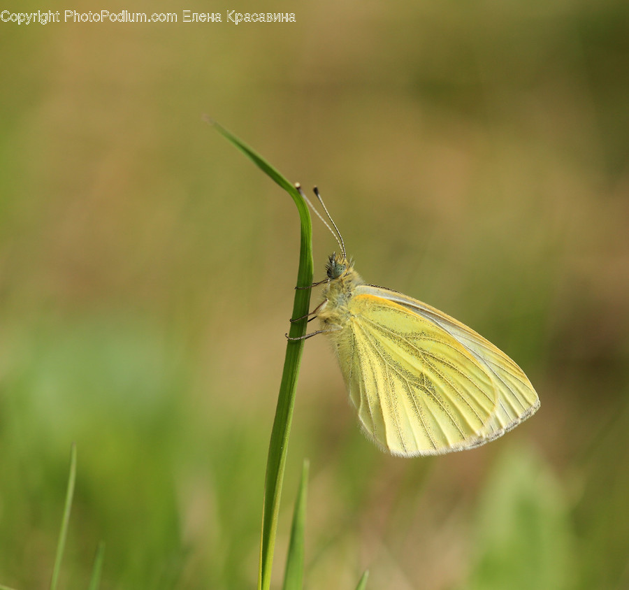 Animal, Butterfly, Insect, Invertebrate, Bee Eater