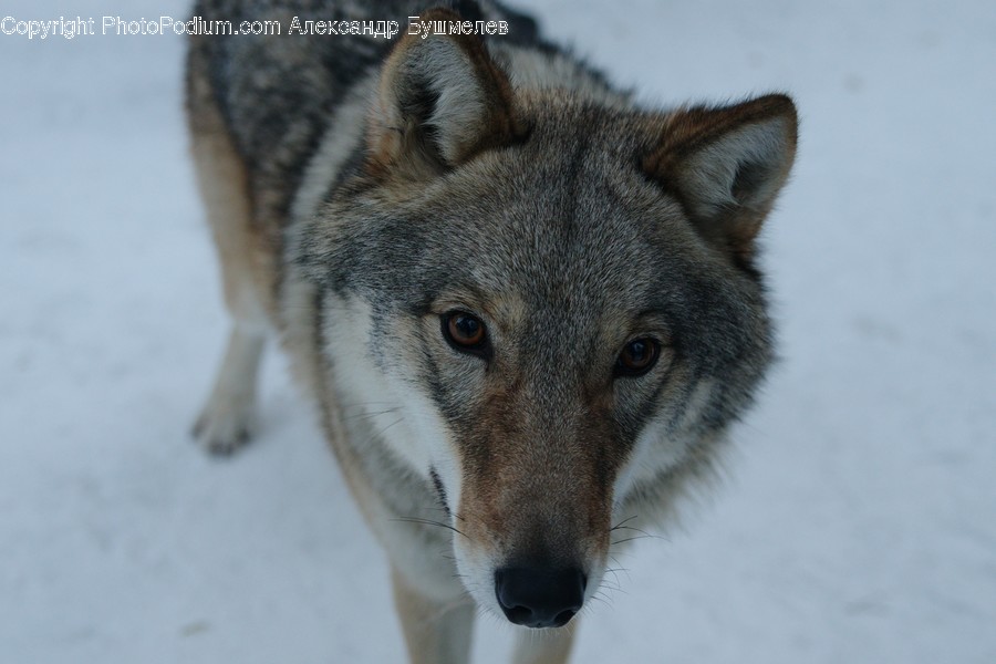 Animal, Canine, Coyote, Mammal, Wolf