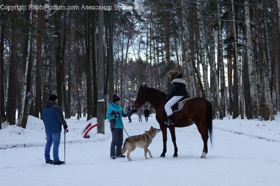 Human, People, Person, Animal, Horse