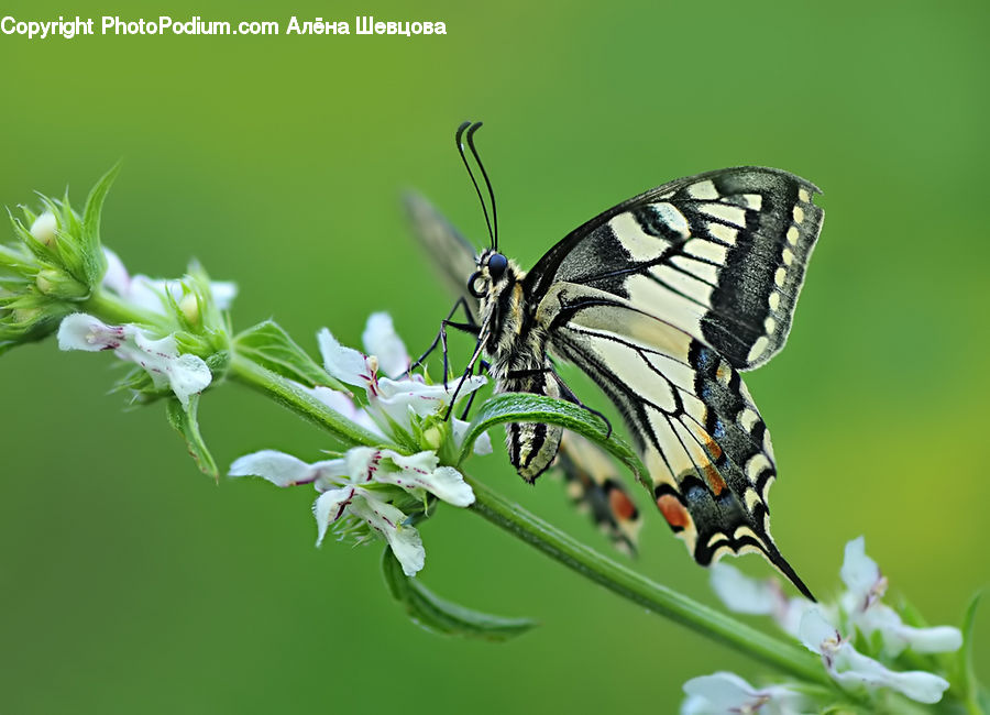 Butterfly, Insect, Invertebrate, Bee, Blossom, Flora, Flower