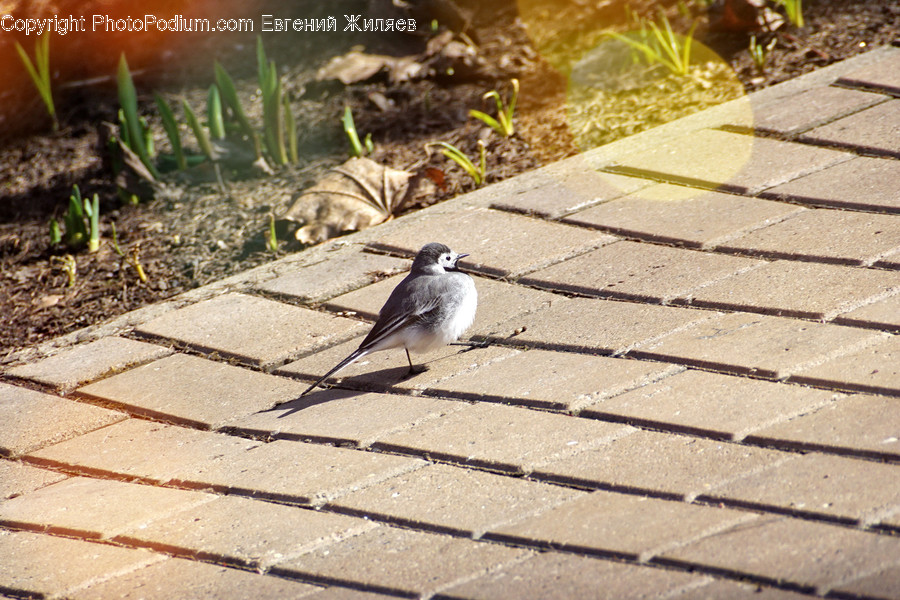 Animal, Bird, Dove, Pigeon, Blue Jay