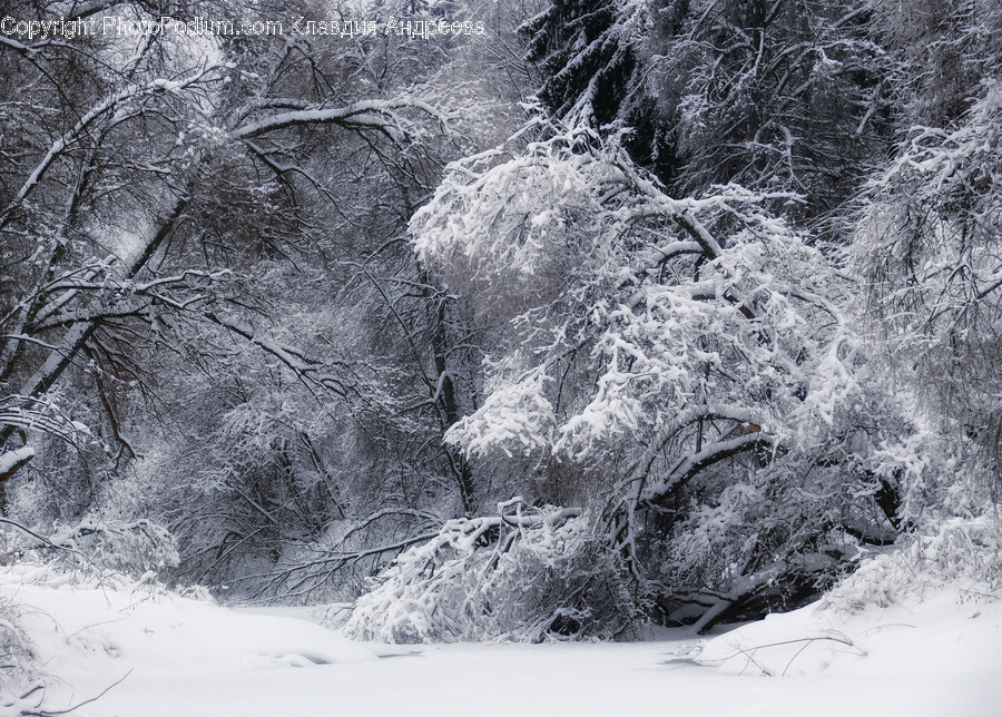 Frost, Ice, Outdoors, Snow, Blizzard