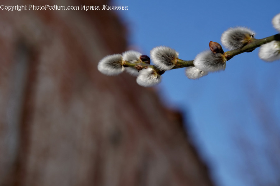 Blossom, Bud, Flora, Flower, Plant