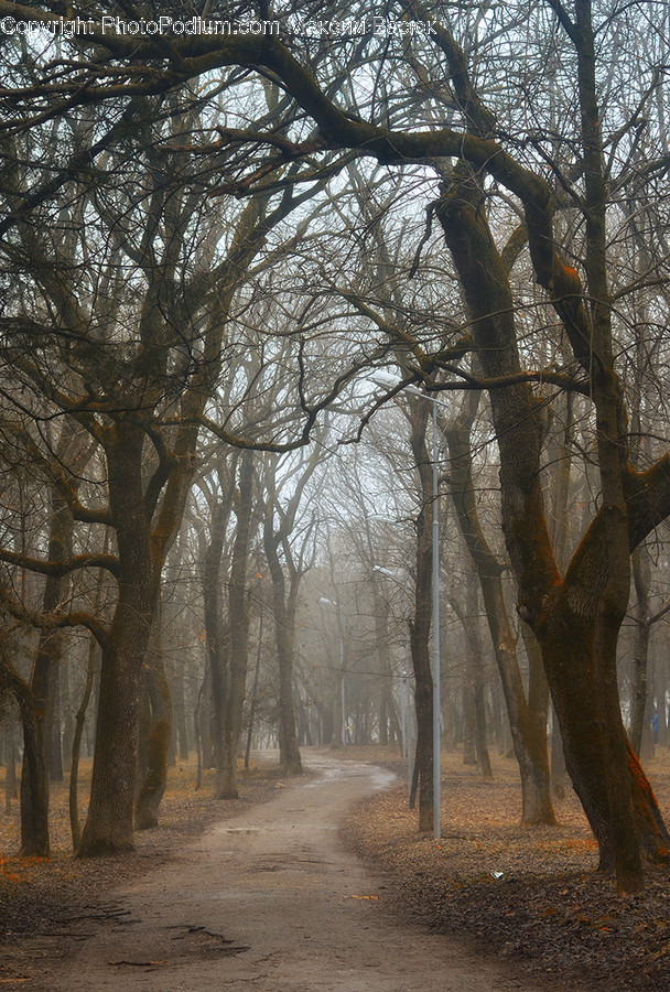 Dirt Road, Gravel, Road, Flora, Oak