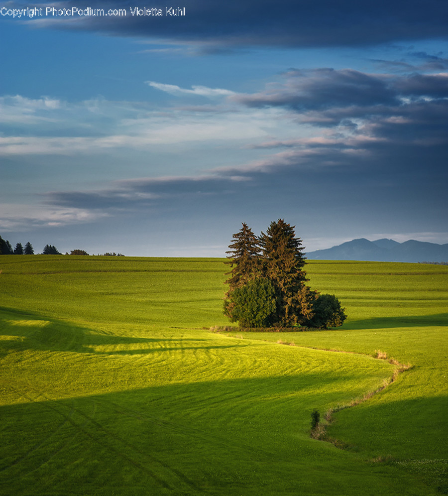 Field, Golf Course, Grassland, Outdoors, Conifer