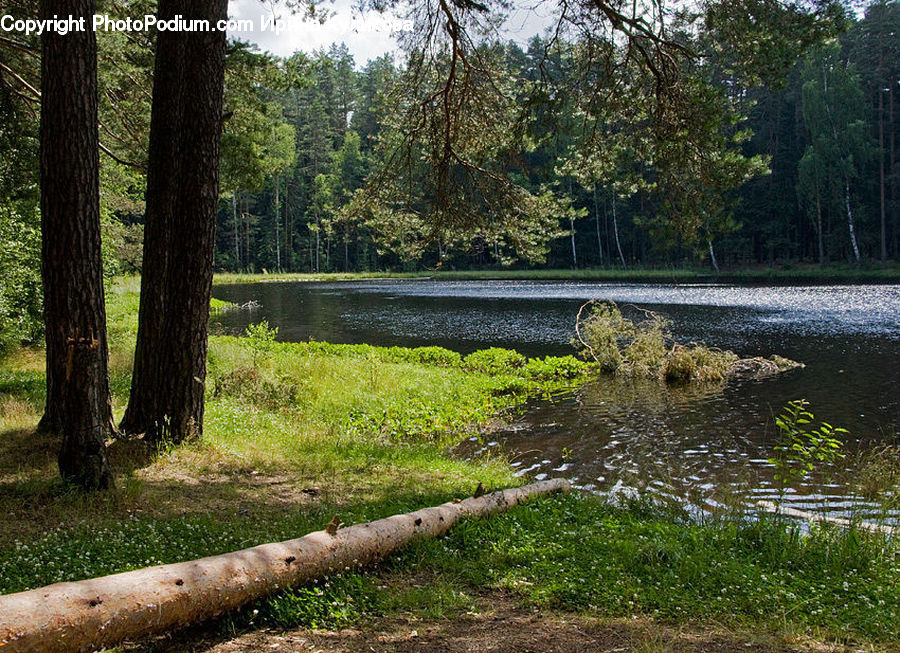 Forest, Vegetation, Grove, Land, Fir, Outdoors, Pond