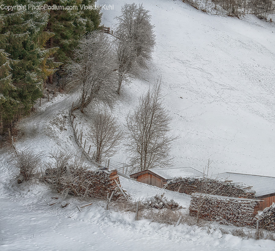 Outdoors, Snow, Conifer, Flora, Plant
