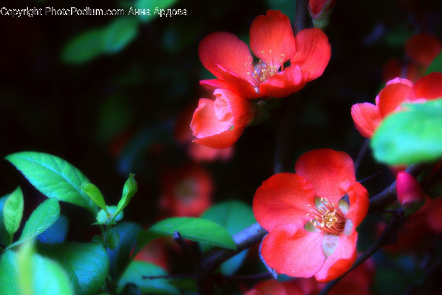 Blossom, Flora, Flower, Petal, Plant