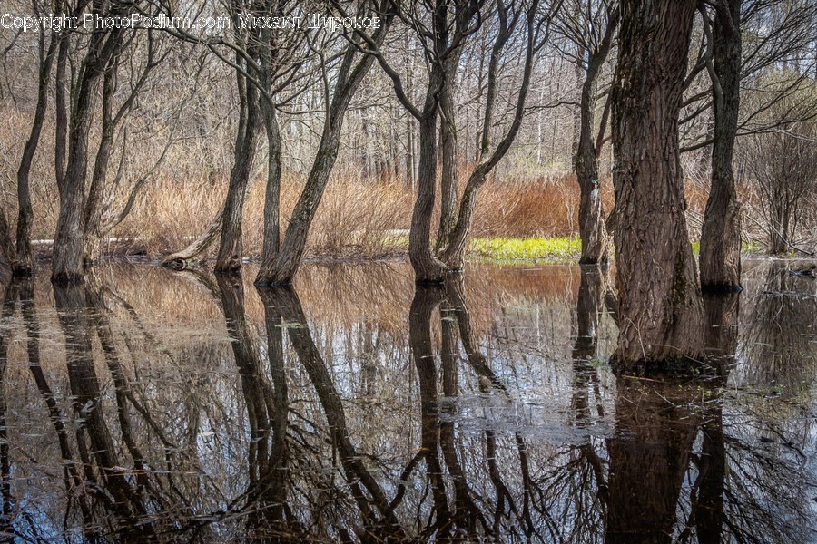 Land, Marsh, Outdoors, Swamp, Water