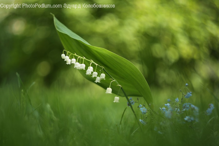 Flora, Grass, Plant, Sunlight