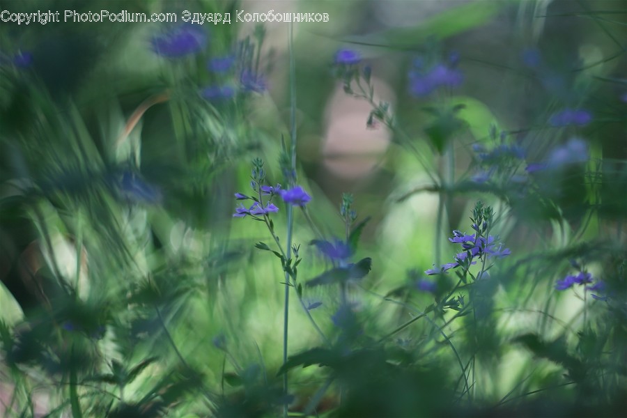 Blossom, Flax, Flora, Flower, Plant