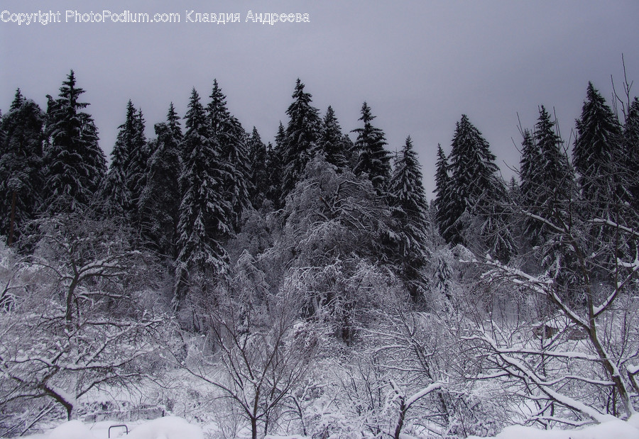 Conifer, Flora, Plant, Tree, Forest