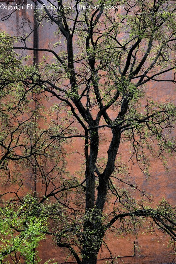 Flora, Plant, Tree, Soil, Oak