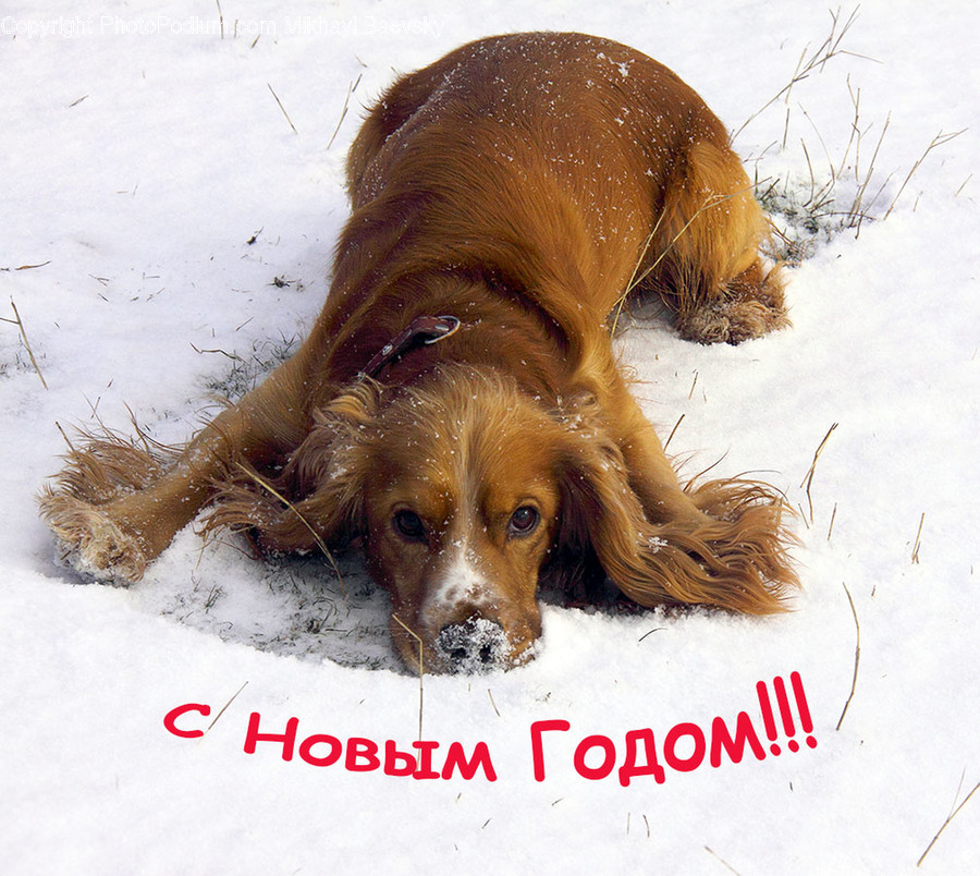 Animal, Canine, Cocker Spaniel, Dog, Mammal