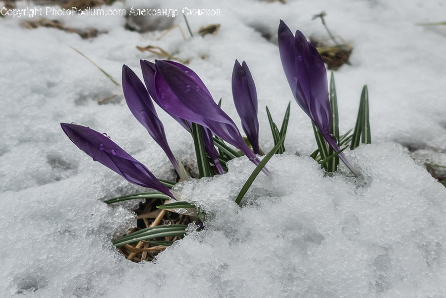 Blossom, Crocus, Flora, Flower, Plant