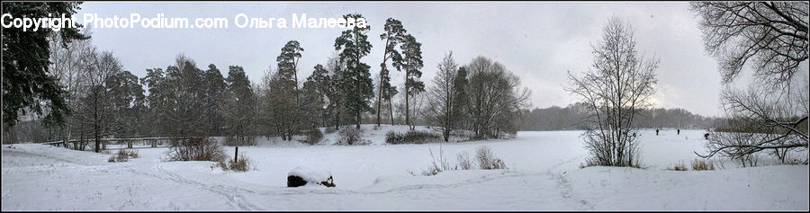 Forest, Vegetation, Conifer, Fir, Plant, Tree, Ice