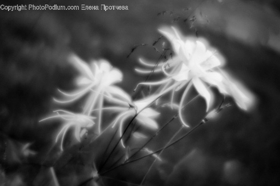 Mouse, Ct Scan, X-Ray, Conifer, Flora