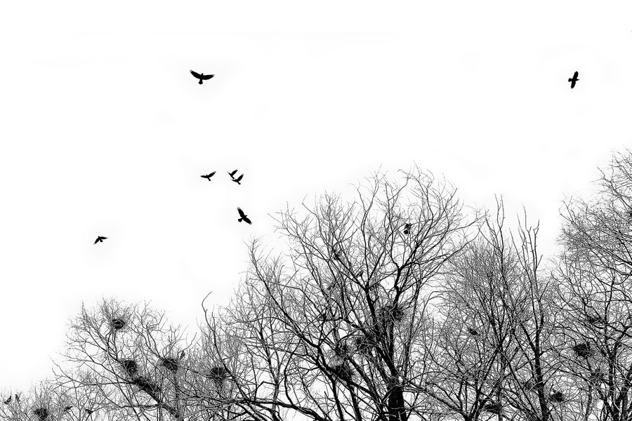 Flying, Silhouette