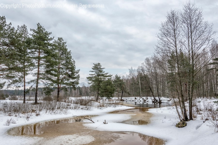 Outdoors, Snow, Flora, Forest, Land