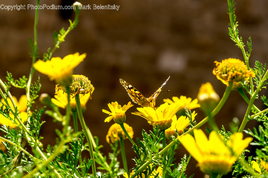 Conifer, Flora, Plant, Tree, Dill