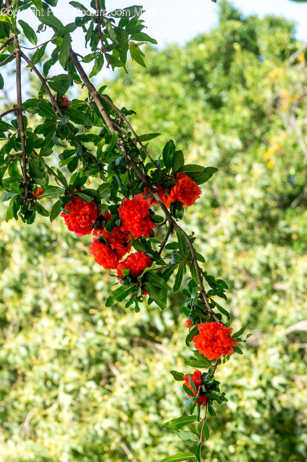Blossom, Flora, Flower, Geranium, Plant