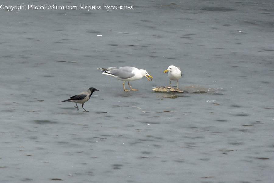 Animal, Bird, Seagull, Ardeidae, Crane Bird