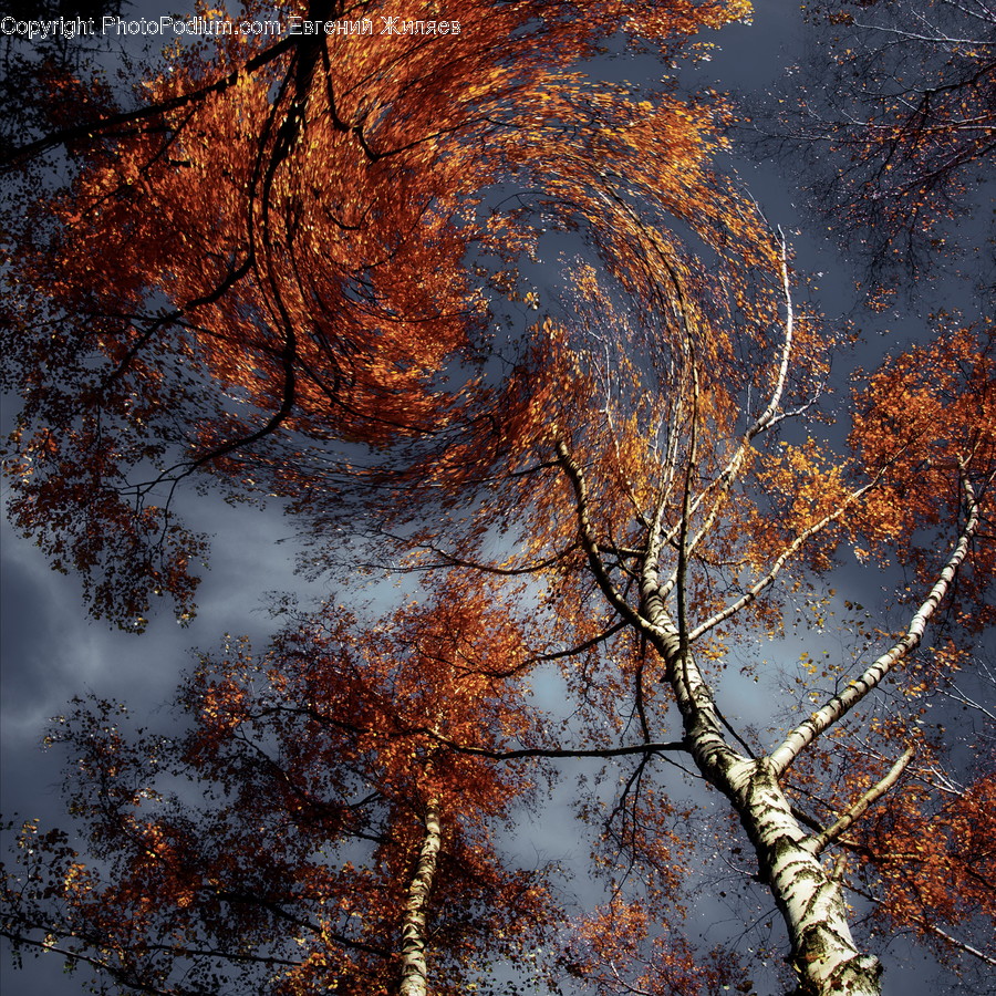 Birch, Flora, Plant, Tree, Conifer