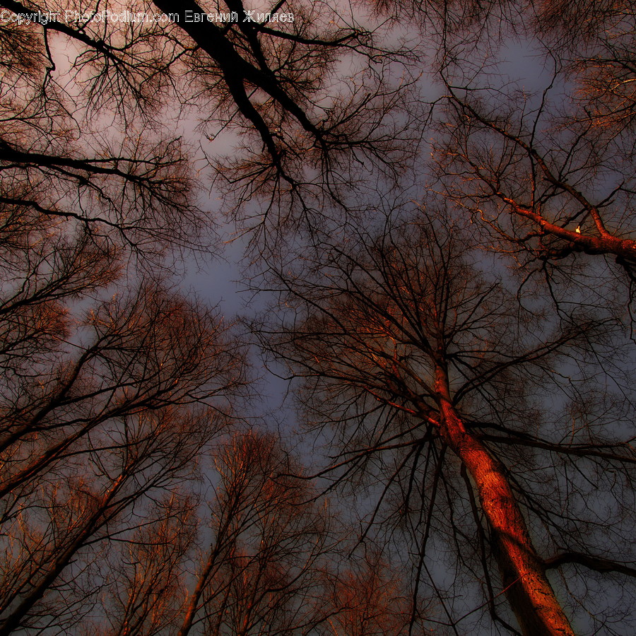 Birch, Flora, Plant, Tree, Dawn