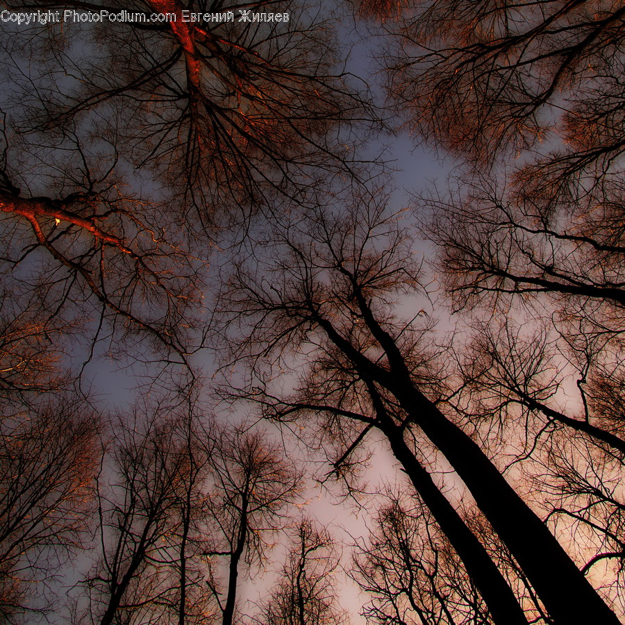Dawn, Dusk, Nature, Outdoors, Red Sky
