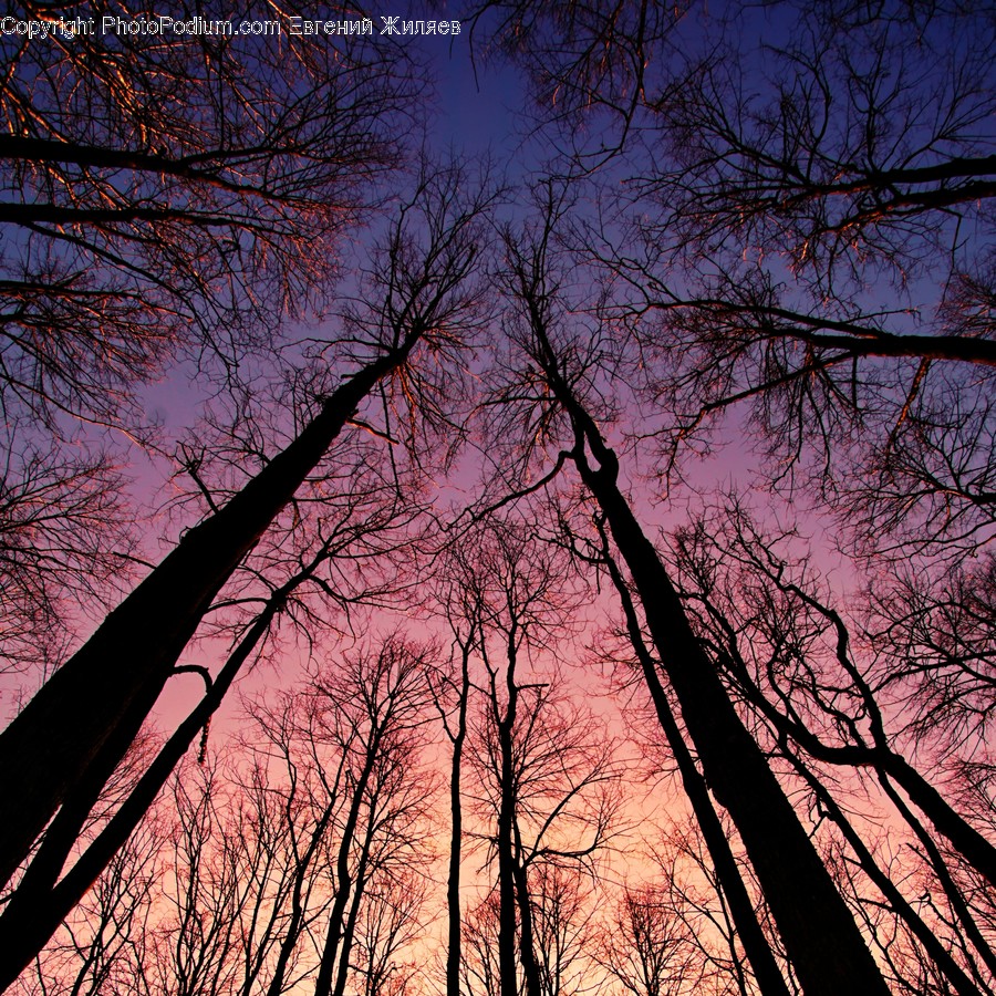 Dawn, Dusk, Nature, Outdoors, Red Sky