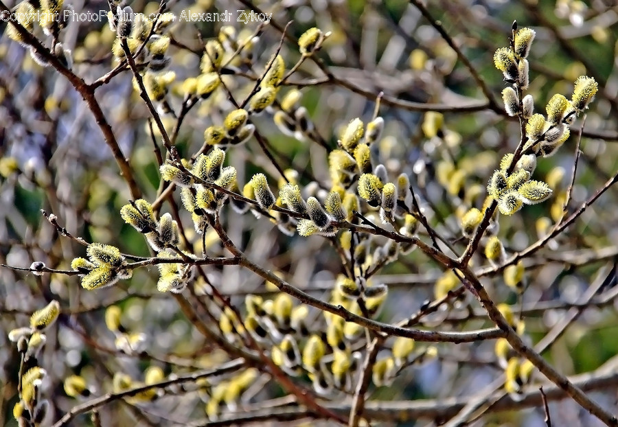 Blossom, Flora, Flower, Plant, Tree
