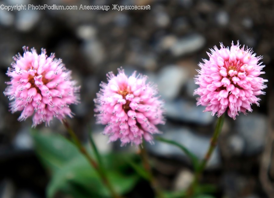 Blossom, Flora, Flower, Plant, Asteraceae